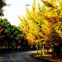 ����·����Ҷ����