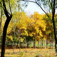 ���������������ǻ��С�����������