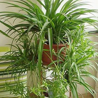 ʲôֲ�����ռ�ȩ���