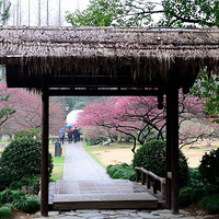 ÷֮�� ��֮÷