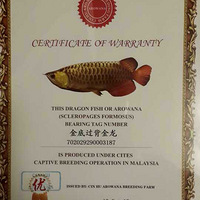 ��������С��