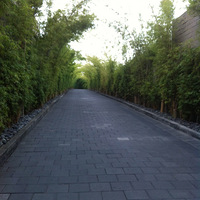 BALI  ISLAND�������嵺