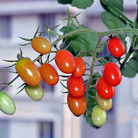 �����ձ���Ҵ�����+�л��߲˴�̨��!(5�£�����--�������!)