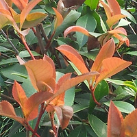 ��ɱBBA    �걬��˹��������¶����