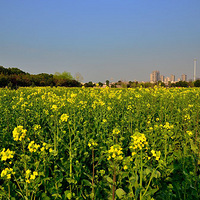 �����Ͳ˻�