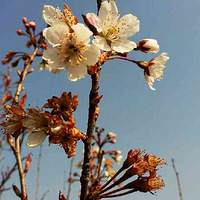 ���������ֲ��԰̤����