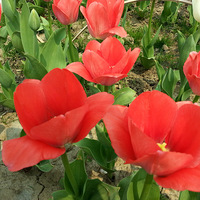 ���й��ʵ������㻨չ