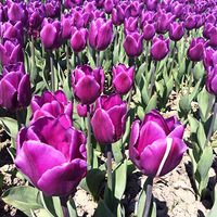 ��ů�������͹�����ĩ��������