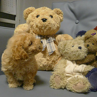 ľ���洫��ľ�и߿Ƽ���ֻ���ܺ��ӡ���