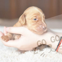 ������������Ŷ