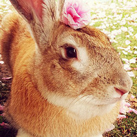 ��ɹ���С�����֮�ǣ�˭������˭?