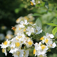 ��һ����ֲ��԰��