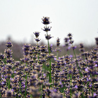 ���������Ƭ��ɫ޹�²�����