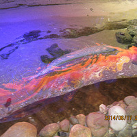 6��������