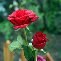 ����С������������