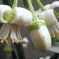 ����С��������С���