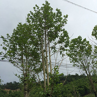 ��������ϿƯ������ ˬ���ˣ���