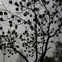 2014�꺼����Ϫʪ�أ�̫���壬�γ�һ����