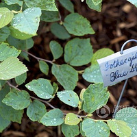 ָ���ͳ���Ϳָ�ף����ܸ�ʲô?