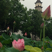 ���š��ǰ����ޡ�һ��ȥ���ܹŴ������