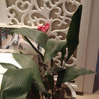 ����������౭��Ҵ�����+��ɫ������