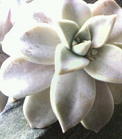 ����������౭��Ҵ�����+꼻�һ��