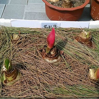 ����������౭��Ҵ�����+�����������죨�����춥�죩������