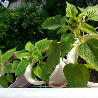 ����������౭��Ҵ�����+ ����֮���������������������