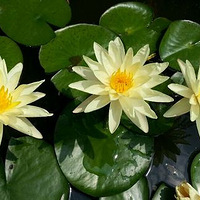 ����������౭��Ҵ�����-����С��԰