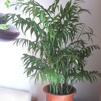 ����������౭��Ҵ�������ɫС���