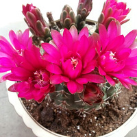 ��һ����������