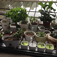 ����������౭��Ҵ�����+ZAKKA����ֲ��