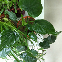 ����������౭��Ҵ�����+��Ԫ������