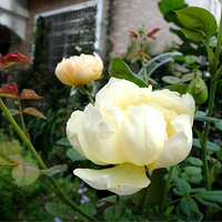 ����������౭��Ҵ�����+���ĵĻ�԰����