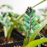 ����������౭��Ҵ�����ָ��ɭ��