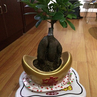 ����������౭��Ҵ������������Сɭ��