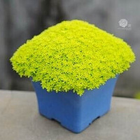 ����������౭��Ҵ�����+��ɫ������