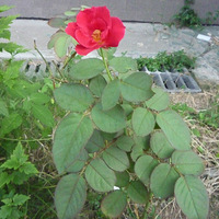 ����������౭��Ҵ�����+�Ҽҵ���ɫֲ��