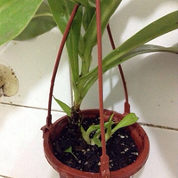 ���������⣬ �̲�סҪ����