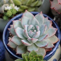 ����������౭��Ҵ������������ﲻֹ��һ������ս����