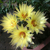 ����������౭��Ҵ�����ʱ������������ֲ��������