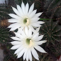 ����������౭��Ҵ� �����ҵ���ֲ