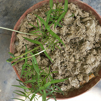  ����������౭��Ҵ������Ҽҵ���ɫСֲ��