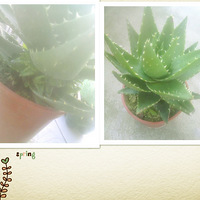 ����������౭��Ҵ�����+ɹɹ��Ǽҵ�ССֲ��