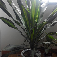 ����������౭��Ҵ�����+������ֲ����