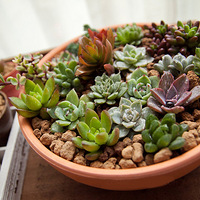 ����������౭��Ҵ�������ʽС�ҵ���ֲ����+¶̨����