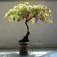 ����������౭��Ҵ�����������֦Ѿ