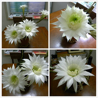   ����������౭��Ҵ����������绨���������ֵĻ�