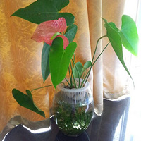 ����������౭��Ҵ��������а��Ļ����ݲ�