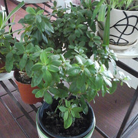 ����������౭-��Ҵ�����+�ٵ���ֲ��